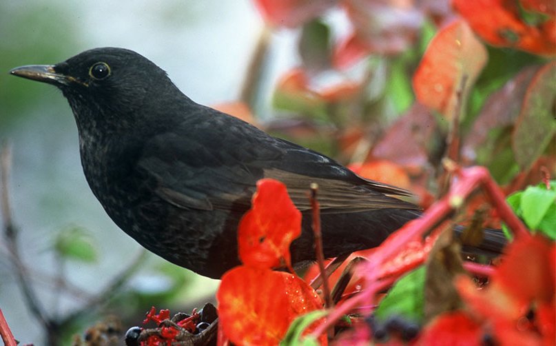 LipuODV's tweet photo. GRANDE VITTORIA!
Il Tar ha accolto il ricorso delle nostre associazioni (Lipu, Lac, Lav, Enpa, Wwf) e SOSPESO LA CATTURA dei piccoli uccelli migratori in Lombardia. 🐦🐦🐦 https://t.co/RFCkAbtm5o