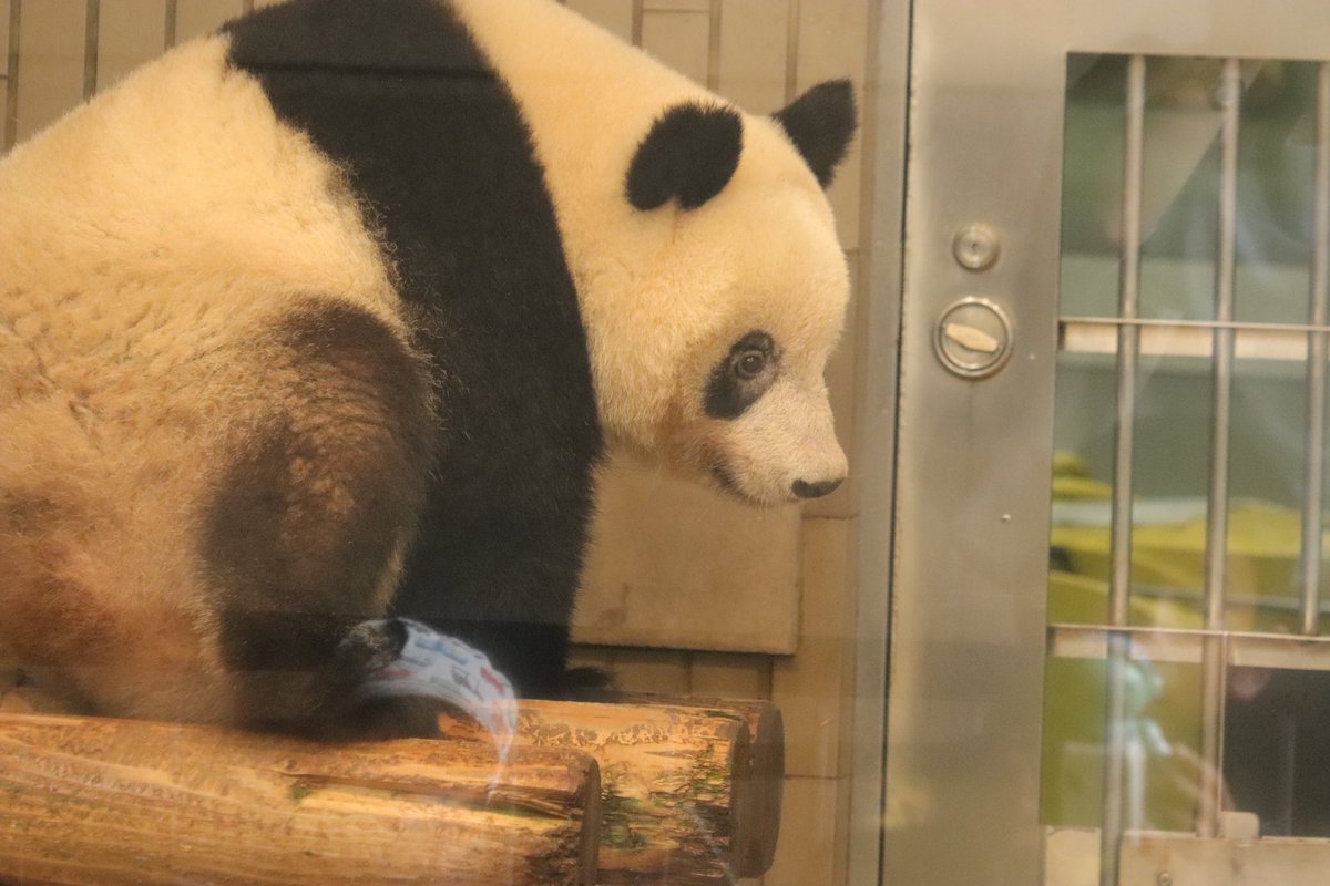 K V Twitter 寝起きの シャンシャン の顔が赤ちゃんすぎて本当かわいいしゅき バブ 上野動物園 ジャイアントパンダ