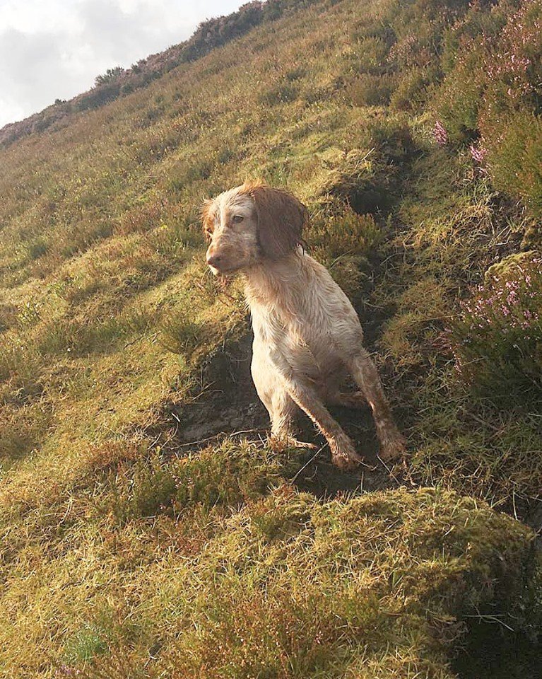 William__Powell's tweet photo. #GunDogOfTheWeek goes to Mavis who is enjoying her first day on the grouse.

Thank you to Beth Hayhurst for sharing.

Post your photos below for next week.
#Gundogs #WilliamPowell #Shooting https://t.co/9ZsC8znHlB