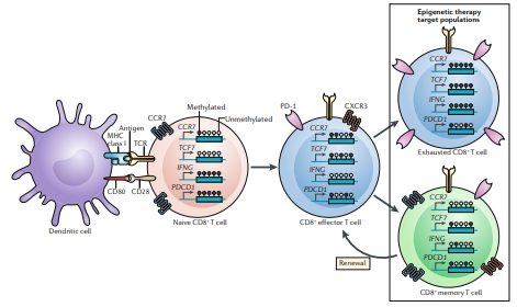 NatRevClinOncol's tweet photo. New Review by Stephen Baylin  and colleagues now live online: 'The emerging role of epigenetic therapeutics in immuno-oncology' -  https://t.co/myNXWeJboj https://t.co/4YbXsZwy4T
