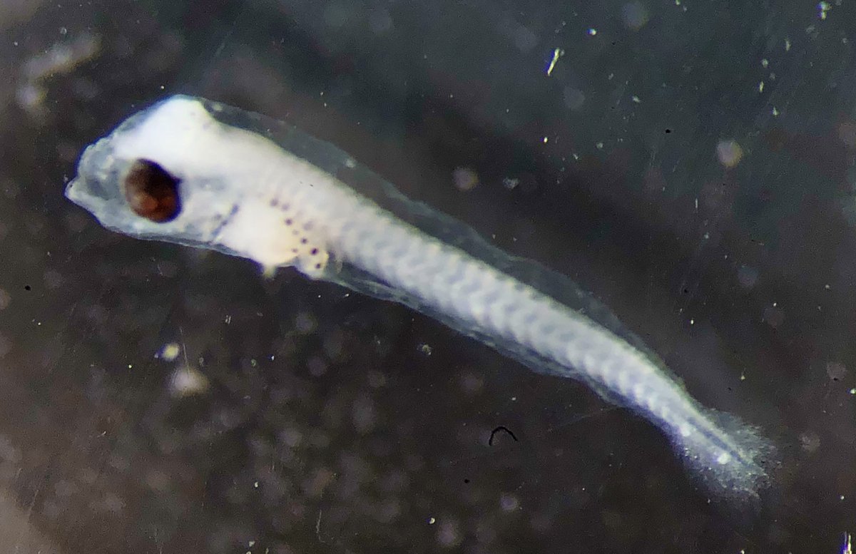 planktomancer's tweet image. Is this a baby tuna?? Found in a shallow March plankton sample from the California Current #SiphWeb #ichthyoplankton #zooplankton