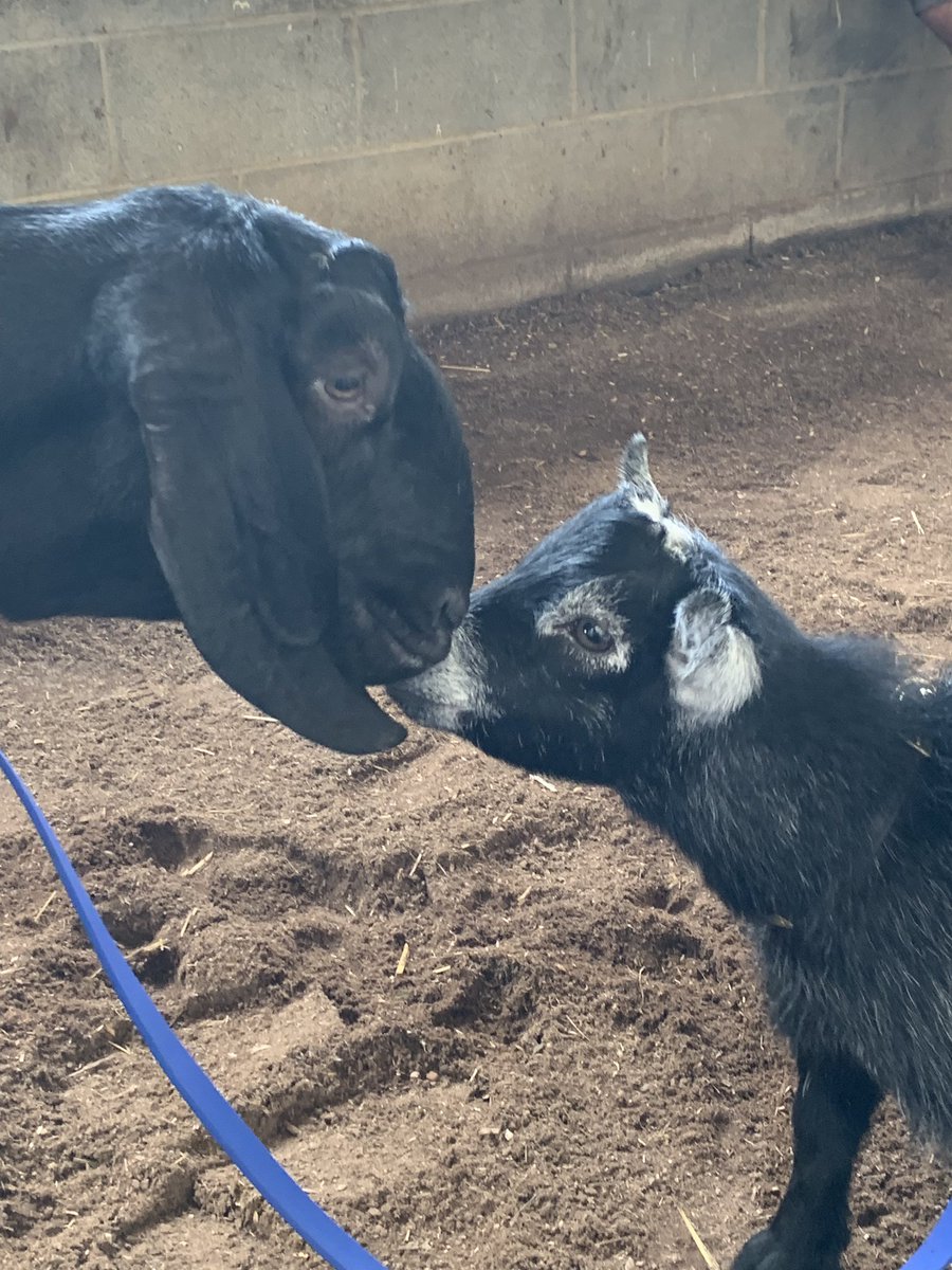 MisterM54101964's tweet photo. @oliver_the_goat Welcome back to Churchill little guy! #FirstDayofAutumn #GOAT #Oliverthegoat https://t.co/5J6GQBaOjO