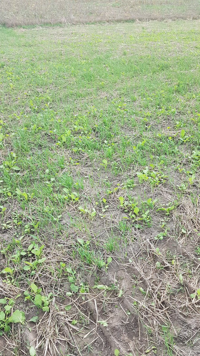 My OSN roadshow soil pit is dug. Right beside my relay soybean plot. Come out tomorrow morning to check it out and see what else is discussed on soil health.