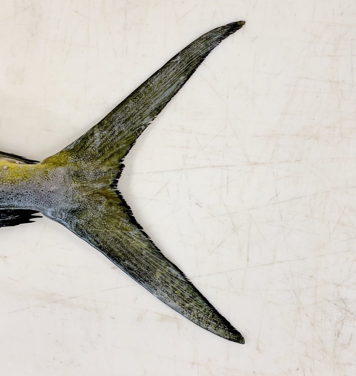 The fish so nice they named it twice. Wild Ecuadorian Mahi Mahi with Anderson Seafoods. #quality #seafood #andersonseafoods