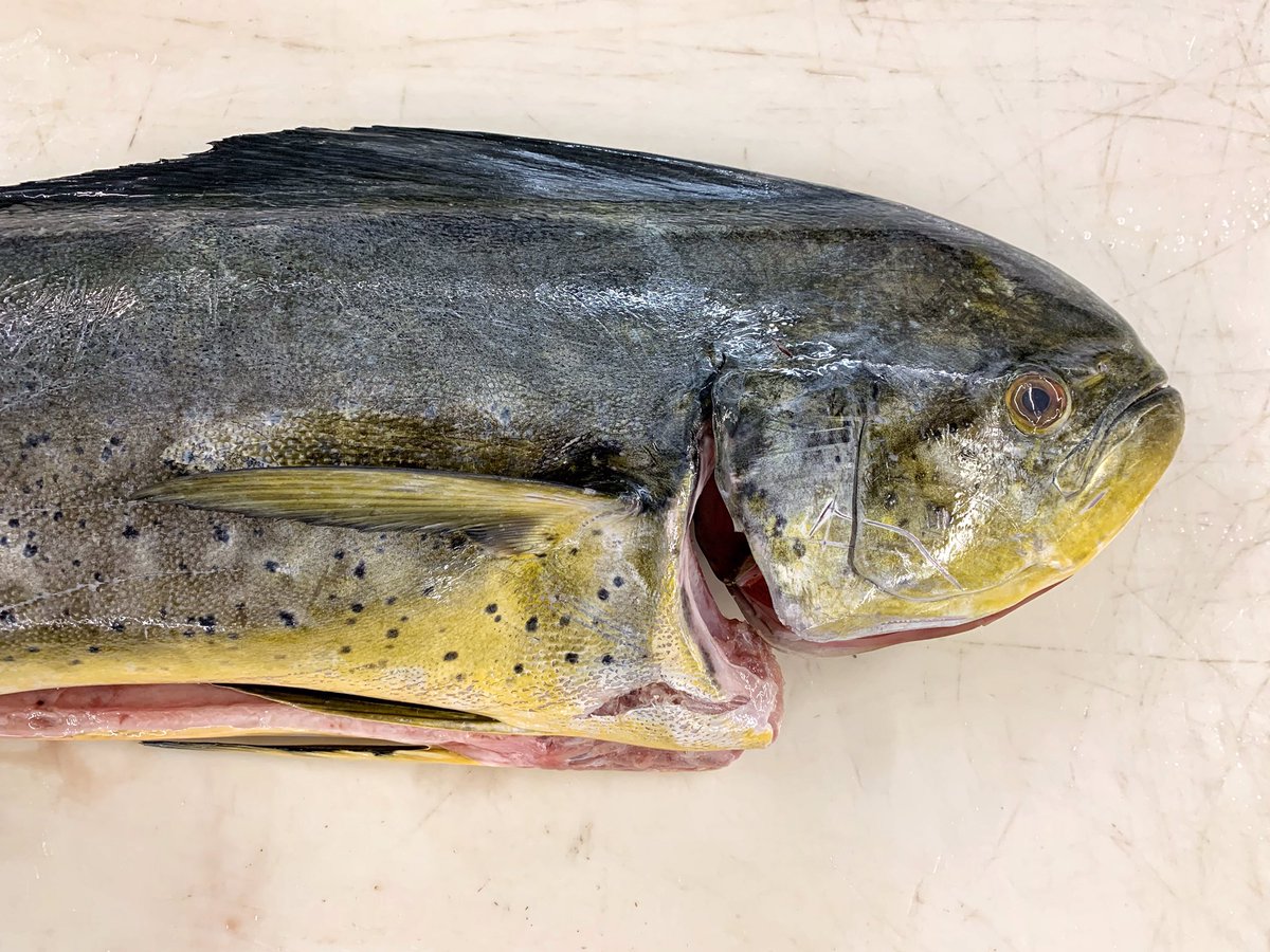AndersonSeafood's tweet photo. The fish so nice they named it twice. Wild Ecuadorian Mahi Mahi with Anderson Seafoods. #quality #seafood #andersonseafoods https://t.co/i6SZwFLuqi