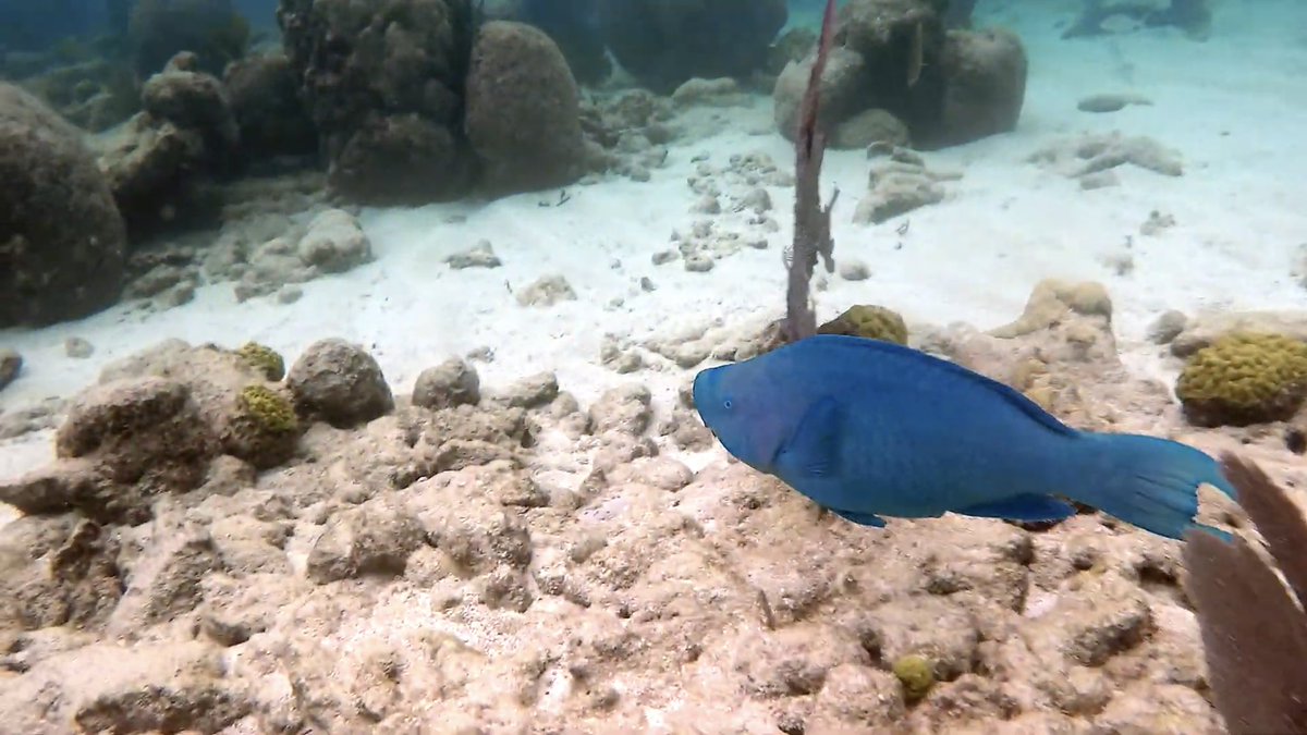 FootageDrone's tweet photo. Excellent Video of Molasses Reef and Lighthouse https://t.co/IWUij15xDO via @YouTube
-
#surf #Surf #surfing #surfcity #surfer #Surfer #Surfsup #SkimmLife #water #Hawaii #TuesdayMorning #Rush #beach #beachbum #beachgirl #Beach #beachbabe #beachday #vaca #vacation #climate #dji https://t.co/9kwwJqRNxi
