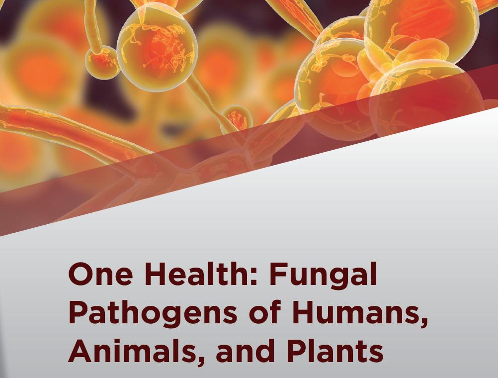 Mat Fisher (@fisher_mat) on Twitter photo 'One Health: Fungal pathogens of Humans, Animals and Plants' is now out..highlighting advances in the field and providing recommendations to address scientific and public health challenges presented by Kingdom Fungi asmscience.org/content/colloq… <a href="/ImperialSPH/">Imperial School of Public Health</a> <a href="/CIFAR_News/">CIFAR</a> <a href="/fisher_lab/">Fisher Lab</a> 'One Health: Fungal pathogens of Humans, Animals and Plants' is now out..highlighting advances in the field and providing recommendations to address scientific and public health challenges presented by Kingdom Fungi asmscience.org/content/colloq… <a href="/ImperialSPH/">Imperial School of Public Health</a> <a href="/CIFAR_News/">CIFAR</a> <a href="/fisher_lab/">Fisher Lab</a>