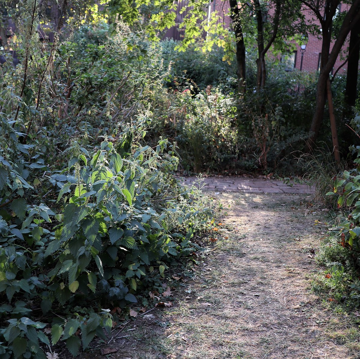 Anna_Sieczak's tweet photo. "There is no such thing as a weed in our garden..." @ the Phoenix Garden, an amazing example of ornamental wildlife garden in the heart of London. #celebratingeveryplant
#wildlife #sustainablegarden #naturegarden
#OH19 @openhouselondon https://t.co/FMjXI0gN1q