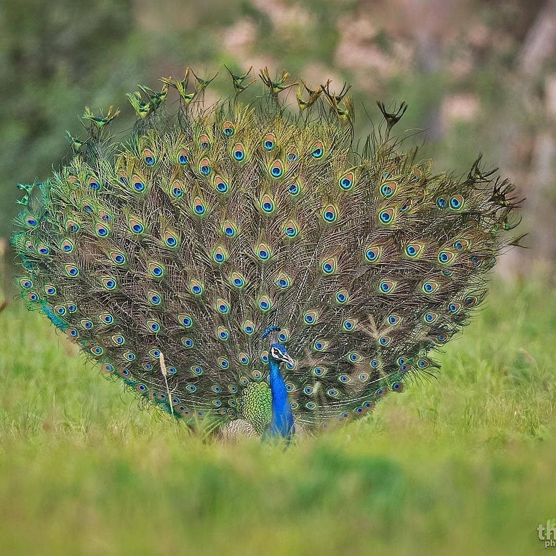 Peacock
Follow @mobilancenews
Credits :  @iam_thasleem_mk
#birdphotographersofindia #birdphotographers_of_india #birdsofindia #indianbirds #india #indian_bird_photographers #bird_brilliance #macro_vision #pocket_birds #indianphotography #igcutest_animals