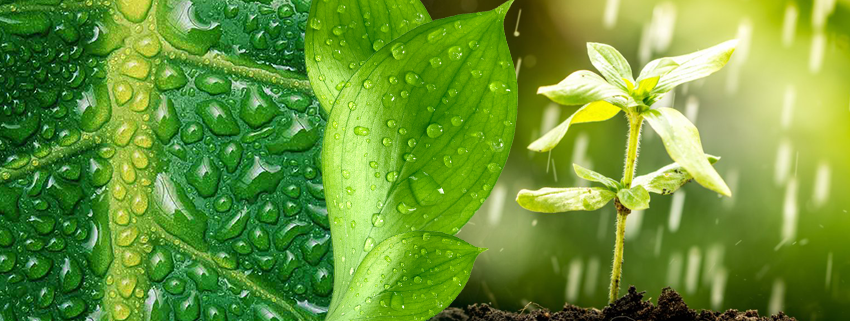 Microfertisa's tweet photo. Fertilización foliar y mecanísmos de absorción de nutriente por medio de las hojas. >>> https://t.co/UdJb1vwEVG #BlogMicrofertisa #CalidadQueGeneraVida #FelizLunes https://t.co/6ns3lmMuMB