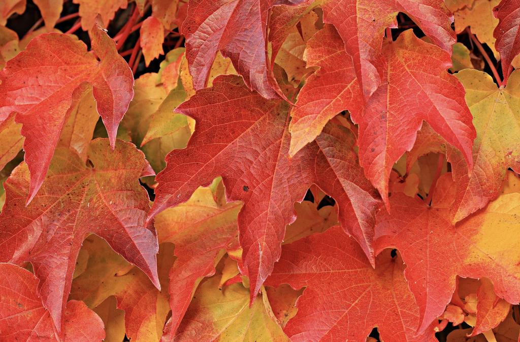 DoubleClean1's tweet photo. Happy first day of Fall! 
If you're looking into Fall cleaning for your business, give us a call for a free quote! 
(780) 868-2428
#CommercialCleaning #YEG #YEGLocal #DoubleClean #EcoFriendly #CleaningServices #PaintingServices #doublecleaninc #yegcleaning #yegclean #yegcleaners https://t.co/ocA2X2dyAt