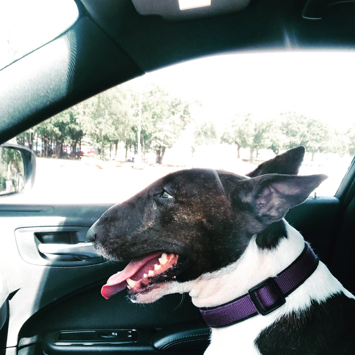 Dakota’s so happy as a front seat passenger....spending  day with my dog!!!