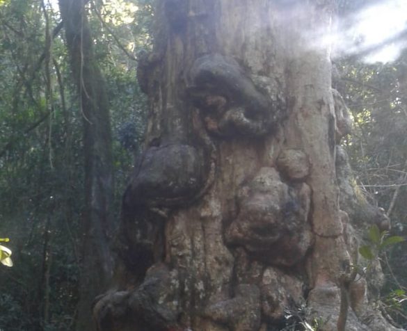 ReporteMisiones's tweet photo. El fuego consume el último árbol más antiguo de #Misiones - #ReporteMisiones https://t.co/Gq9uoiJw2e #Grapia #ambiente #Incendio #Incendioforestal #QueNoSeEscapeNadie #DelitoAmbiental #Ecología #CampoRamón https://t.co/7ovYm8Up61