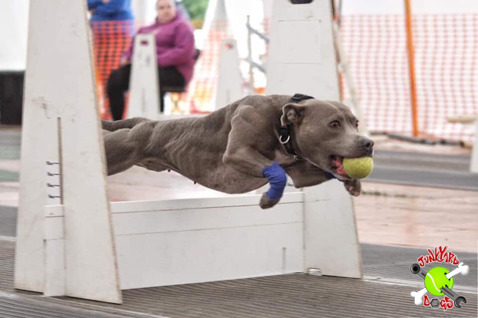 TeamTurmeric's tweet photo. We are delighted to be supporting The Junkyard Dogs Flyball Team next month when they host a UKFL event. #flyball #goldenpaste #activedogs https://t.co/Ry39HIak9L