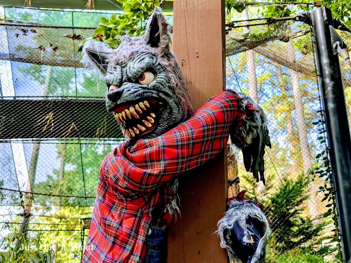 JustOut_nAbout's tweet photo. Monday Vibes!!! 🎃👻🕷️🕸️ Have you had a chance to check out @buschgardensva Howl o Scream? You should! #bgwhos #bgwhowloscream #halloween #darksideofthegardens #ladyofthegardens #buschgardensva #buschgardenswilliamsburg #justoutnabout  #themeparkphotography #jackisback https://t.co/k7rUXpIdaX