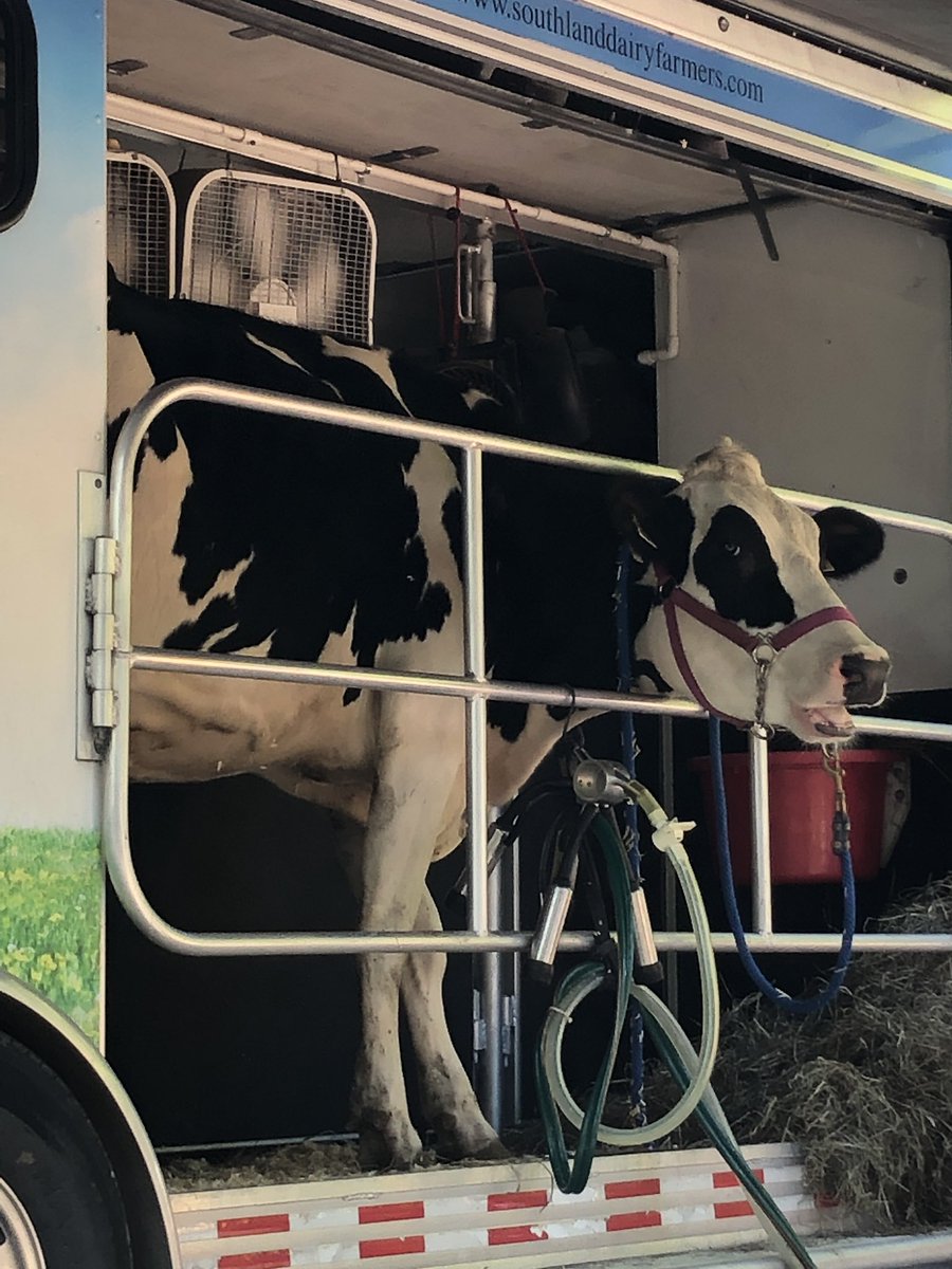 super2ndgraders's tweet photo. We learned a lot from Riley the Dairy Cow about milk and how important dairy is! https://t.co/9oUrgcsTDl