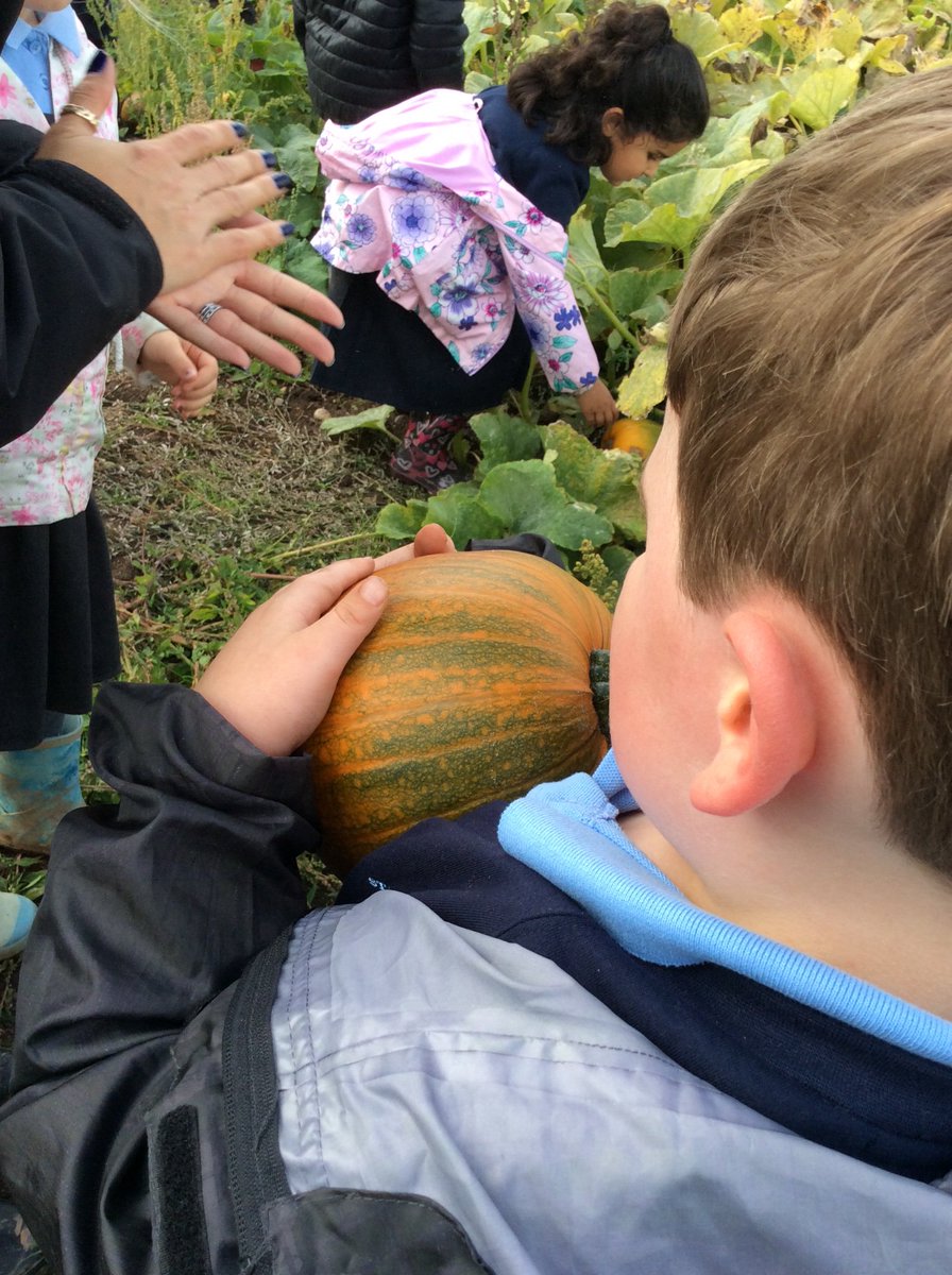 Class 1 had an amazing day at Lower Drayton Farm. We picked maize, fed the animals, dug up potatoes and picked our own pumpkins! Huge thank you to Farmer Ray for teaching us all about where our food comes from! <a href="/LDF_fun_farm/">Lower Drayton Farm</a> <a href="/BrewoodStMarys/">St Mary's Brewood</a>