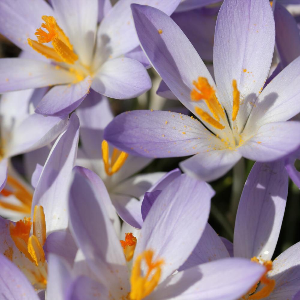 LFGardens's tweet photo. Crocus are generous with their pollen and honeybees are grateful for the feast. Support your local pollinators by planting several different varieties of crocus. This one is an early-bloomer named Fire Fly.

Shop Fire Fly Crocus: https://t.co/MmOiZ9R8Dw https://t.co/ihxWOPfx8f
