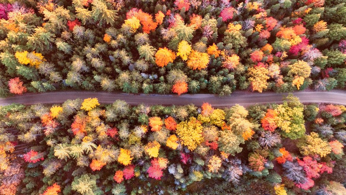 🍂Premier jour d'automne 🦊
Il est temps de sortir de la ville et d'aller explorer notre belle région. 
⁣•⠀⁠
•⁠⠀⁠
#dentiste #montreal #griffintown⁠⠀⁠
•⁠⠀⁠
⁣📷 Aaron Burden⠀