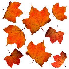 Important Kratz events for October:
- Tuesday, Oct. 1: PTO meeting @ 6:30-7:30
- Wednesday, Oct. 2: Picture Day
- Saturday, Oct. 5: RHS Homecoming Parade
- Thursday, Oct. 10: Early Release Day @ 1:25
- Friday, Oct. 11: No School
- Friday, Oct. 25: Trunk or Treat @ 6:30-8:00