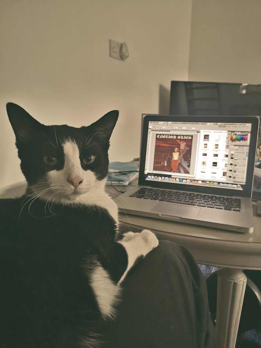 Grumpy little helper 😻