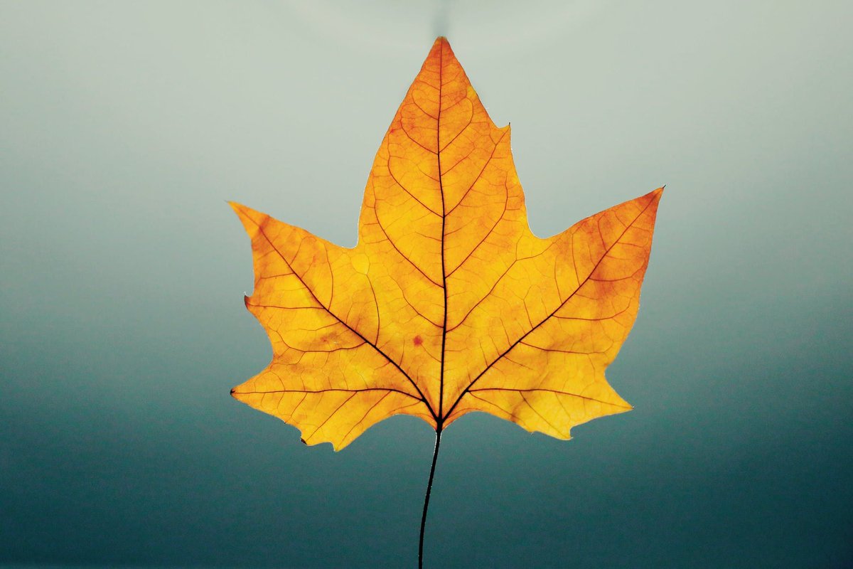 It's hard to "be-leaf" it's already the first day of #fall!