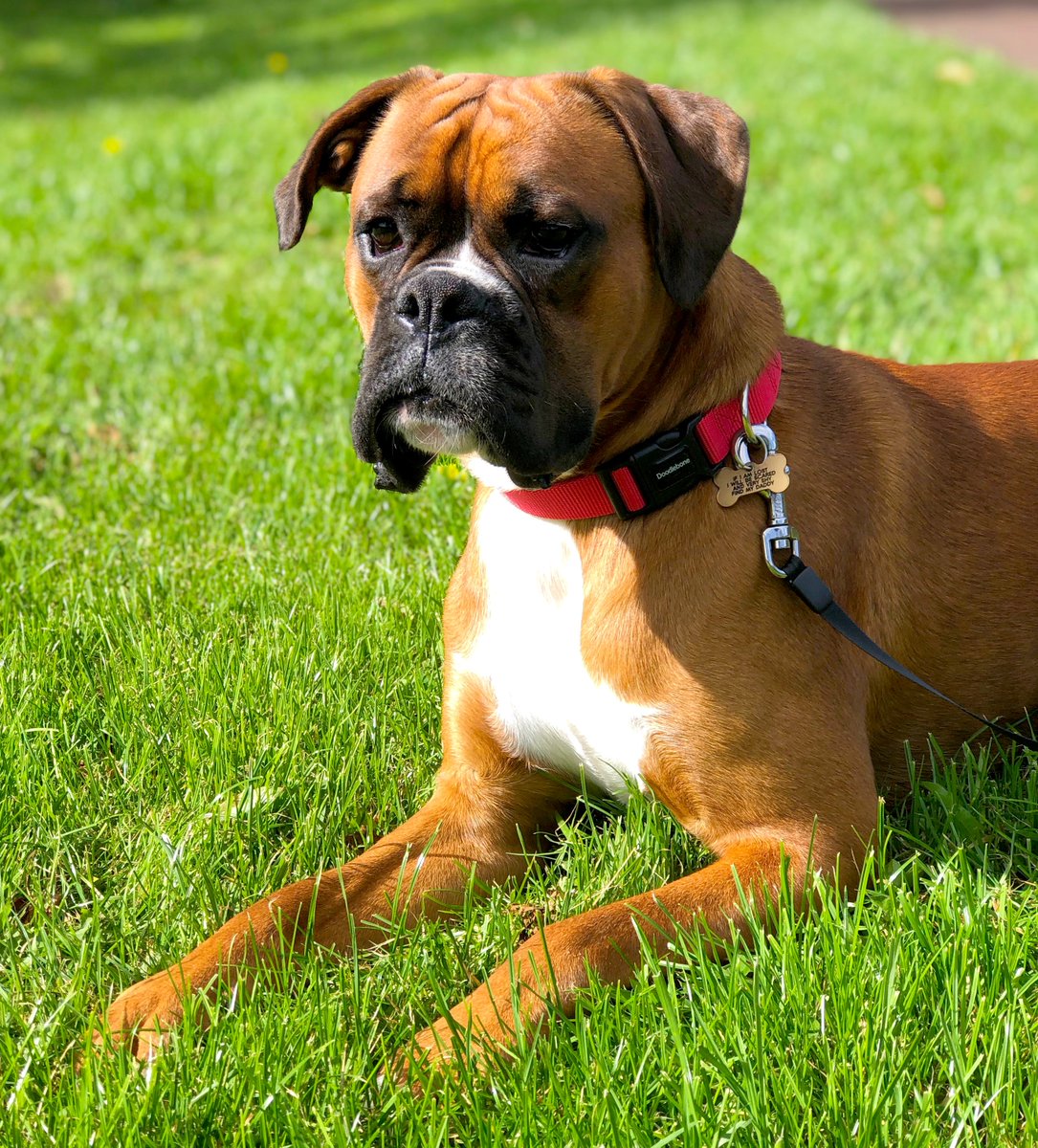 BeamDigital's tweet photo. Delighted that we have reached over 400 followers! Thanks to all our old and new followers from #HeadofCableManagement #Duke and all the #BeamTeam
...a wee RT would be very much appreciated or we will send #Duke round who will 'lick' you to death... https://t.co/sYBMQFz78F