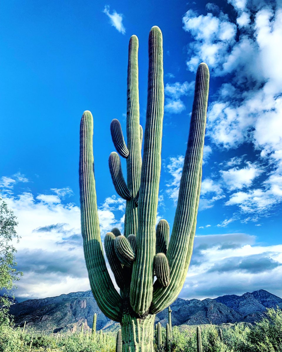 Monday, #Tucson! Mid 80’s and sunny ☀️ today. Grand gesture saguaro holding court in the desert with backdrop clouds hovering over the #Catalinas. Hiking this morning in @SabinoCanyonAZ Magnificent start to the week! #highdesertbeauty #sabinocanyon #totallytucson @FriendsSabino