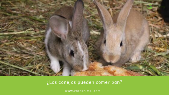ZocoAnimal's tweet image. Los conejos, ¿Pueden comer pan?
ow.ly/Jp1I30pAJrs

zocoanimal.com

#alimentacion #mascotas #tiendaonline #premium #conejos