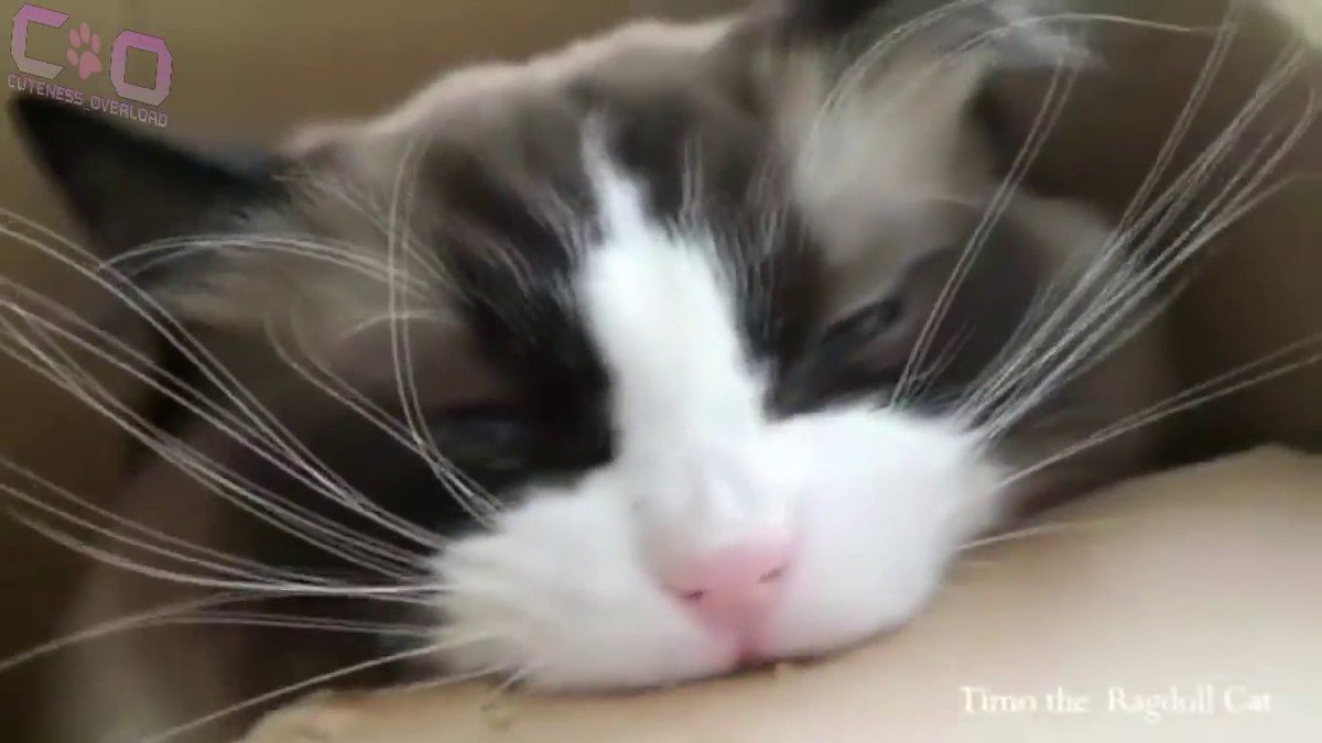 MeowMoeDotCom's tweet photo. #Cute Cats & #Kittens #Compilation ...
#Cats #Cat #Kittens #Kitten #Kitty #Pets #Pet #Meow #Moe #CuteCats #CuteCat #CuteKittens #CuteKitten #MeowMoe
#AnimalCats #AnimalCompilation #AnimalVideos #CatCompilation #CatCompilations
https://t.co/VqFqoNn3fi
. https://t.co/1UKcWojqcr