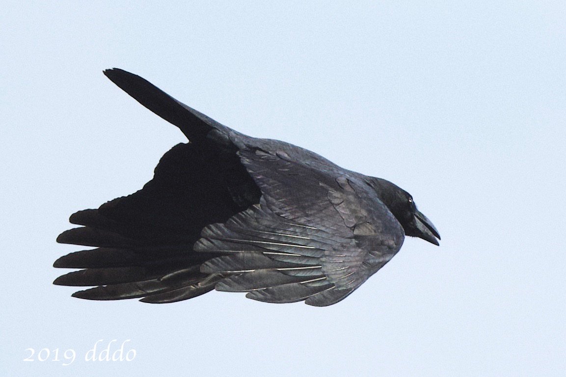 Dddo 自宅療養 Twitterren カラス の 飛行 換羽中かな 翼 の一部 と背中の羽毛が カラスの濡れ羽色 玉虫色 構造色 19 09 23 D500 500mmf56epf Af S Nikkor 500mm F 5 6e Pf Ed Vr Crow Flight Bird Photo 鳥 写真 T Co U6qeh9amqk Dddo 自宅療養 Twitterren カラス の 飛行 換羽中かな 翼 の一部 と背中の羽毛が カラスの濡れ羽色 玉虫色 構造色 19 09 23 D500 500mmf56epf Af S Nikkor 500mm F 5 6e Pf Ed Vr Crow Flight Bird Photo 鳥 写真 T Co U6qeh9amqk
