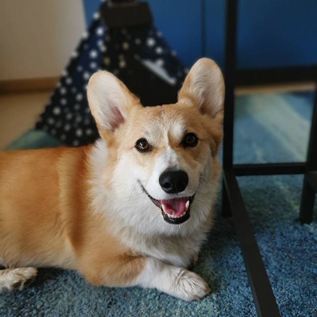 NuggetCorgi's tweet photo. Hello! Here's a corgi smile to brighten up your Monday!
.
.
.
.
.
#corgi_nation #corgidog #corgi_of_instagram #corgibutts #corgimoments #corgilove #corgigram #corgigram_ #corgidaily #corgicrazy #corgiaddict #corgiplanet #corgicommunity #corgifeed #corgic… https://t.co/Hrq3xTk36q https://t.co/y97OOuP4IM