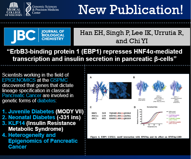 mellowescenter's tweet photo. #ReadTheLatest! 📰@mcwgspmc is thrilled to host the work of @precision_ru & team that have generated these #groundbreaking discoveries in #Epigenetic connections between #PancreaticCancer and #Diabetes! 🧬 Read their new #publication in @jbiolchem here! ➡️https://t.co/ihPa0K71K4 https://t.co/O5soIxfTL3