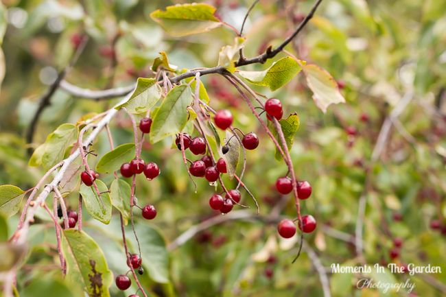 MomentsintheG's tweet photo. I guess it is officially the start of fall. Checkout my blog post "Autumn Vibes" on https://t.co/kTnhPgD0f0. #startoffall #chrysanthemum #chokecherryberries #autumnvibes #fintryprovincialpark #momentsinthegardenphotography https://t.co/7JBAu6kbKz
