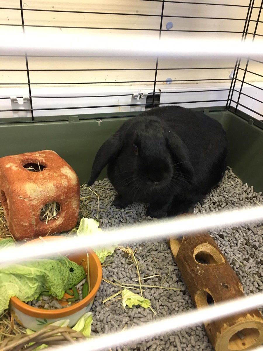 JORPS_1's tweet photo. Welcome to Hector, our newest family member. Year 3 have taken on the responsibility challenge. Taking responsibility for our environment and all of the creatures who share it. Our rescue rabbit needs a lot of love and care. #responsibilityrocks #wellbeingwinner #Hectorthehero https://t.co/XiyE5VOAw7