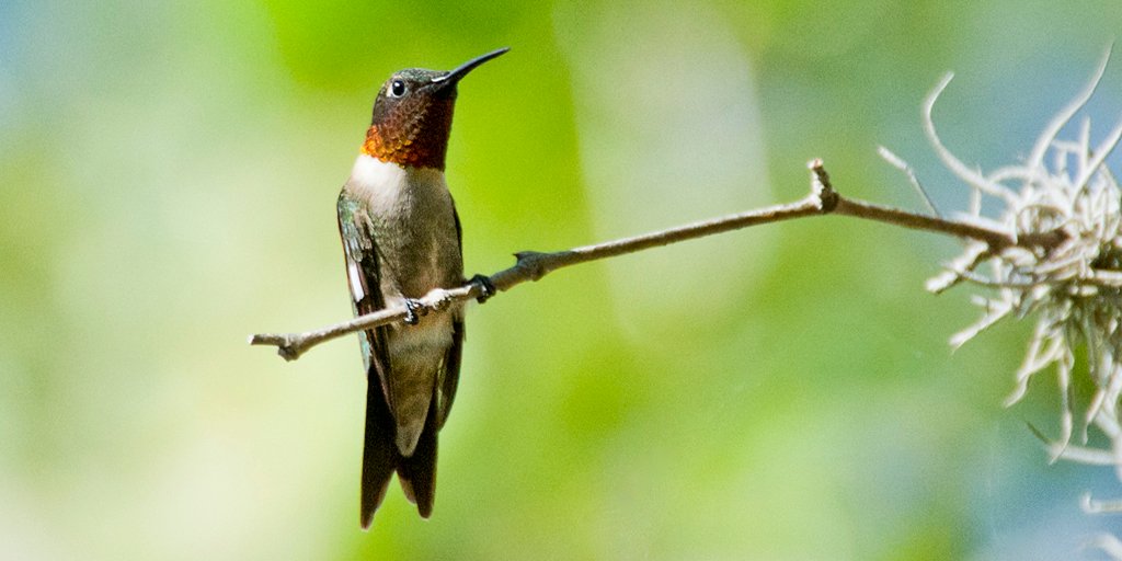 Santiaghoul on Twitter "We have a bunch of these on our feeders in