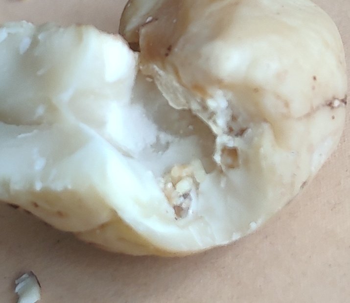AmayaMonreal's tweet photo. Hoy he comprado una bolsa de anacardos en @supersol_es y ha sido una gran sorpresa encontrarme gusanos y huevos. Recomiendo que no compréis alli. En estas fotos de ven los huevos saliendo del anacardo. https://t.co/ev0wSgFRl1