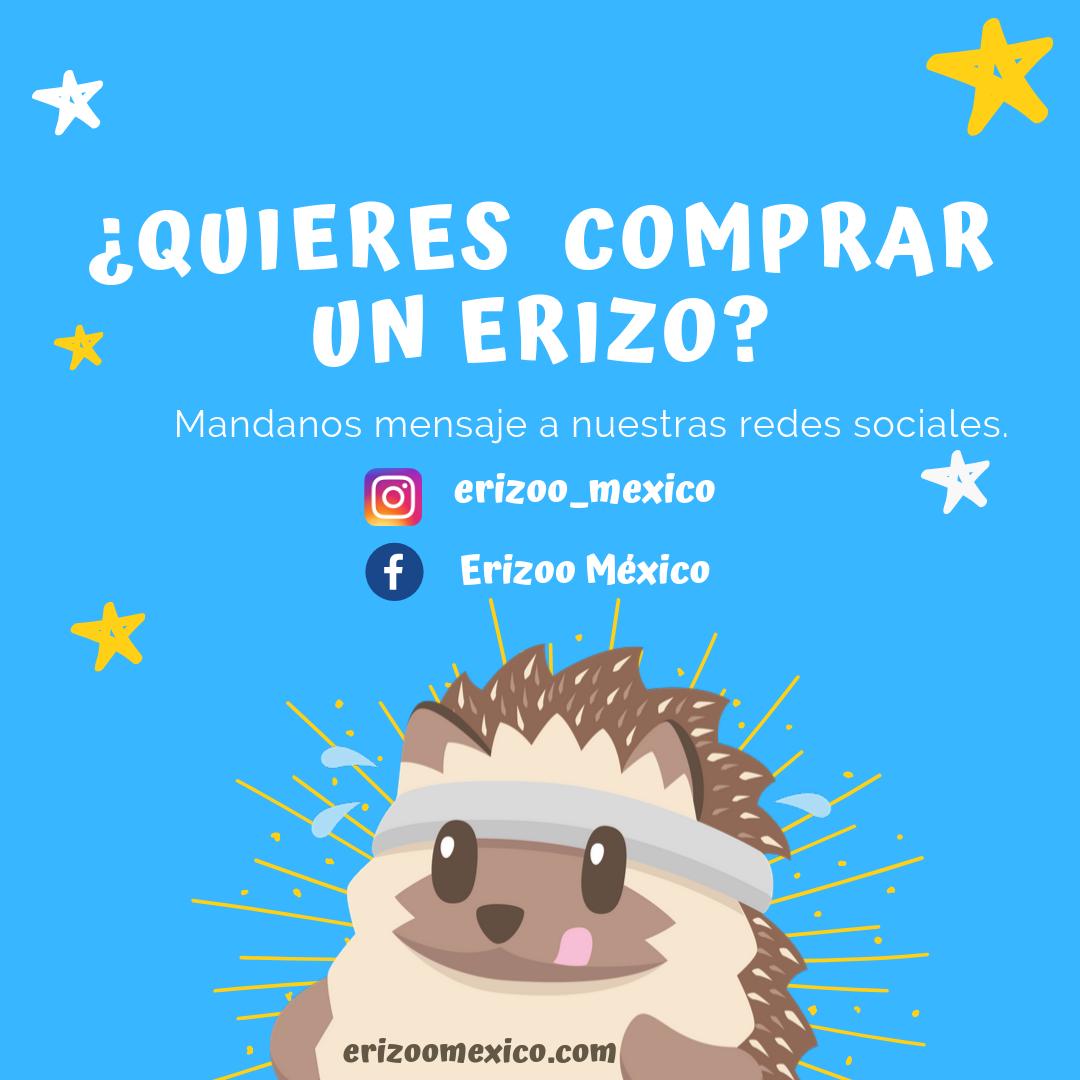 aficionado energía Capitán Brie Erizoo México on Twitter: "¿Te gustaría comprar un erizo? Sólo debes  contactarnos por medio de nuestras redes sociales o puedes ingresar a  nuestra página web y nosotros te ayudaremos. ☺️❤️ 👉 https://t.co/v17wT4MQ36