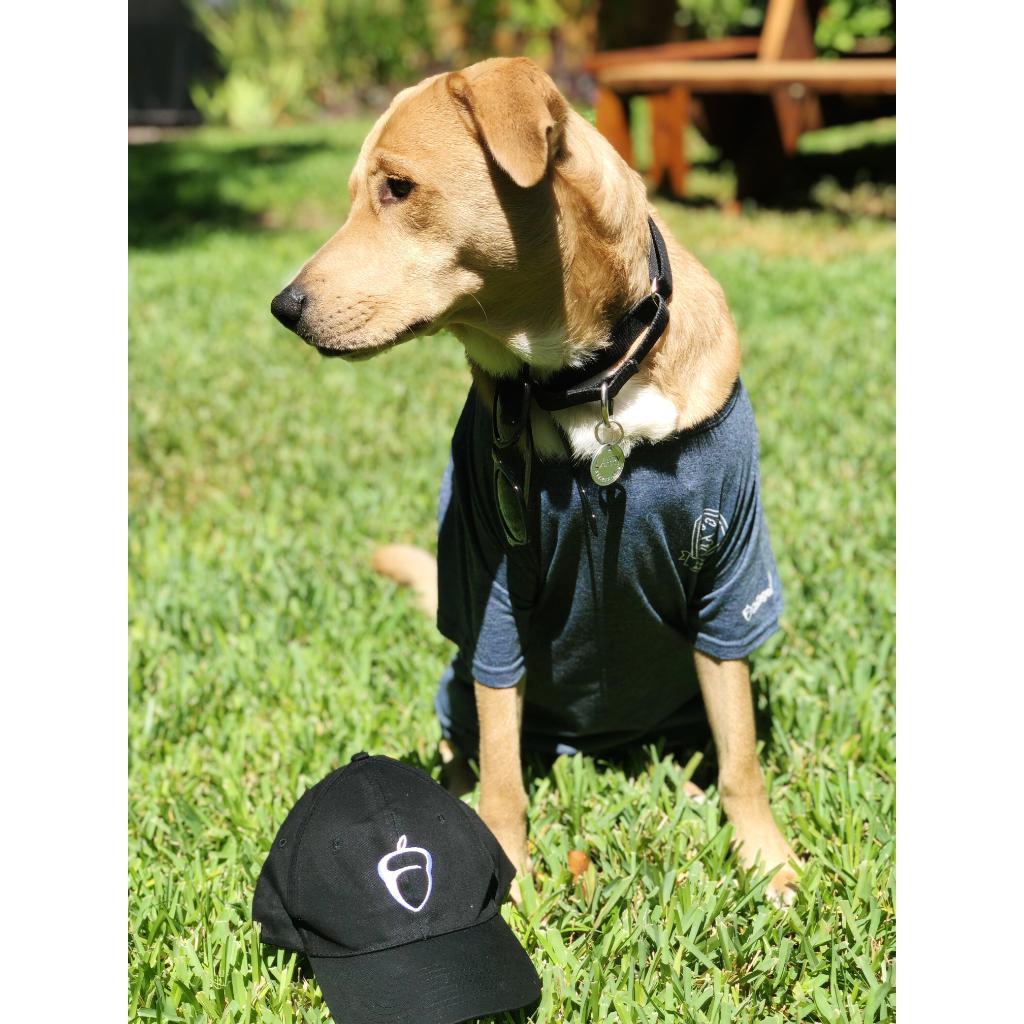 CollegeBoard's tweet photo. To encourage you to become and Opportunity Student Ambassador at your school, handsome Larry is modeling some of his favorite Ambassador swag. #doitforyourclassmates #doitforfreeswag #doitforlarry https://t.co/ViqZ5yQeKV https://t.co/6hSwY7tCgU