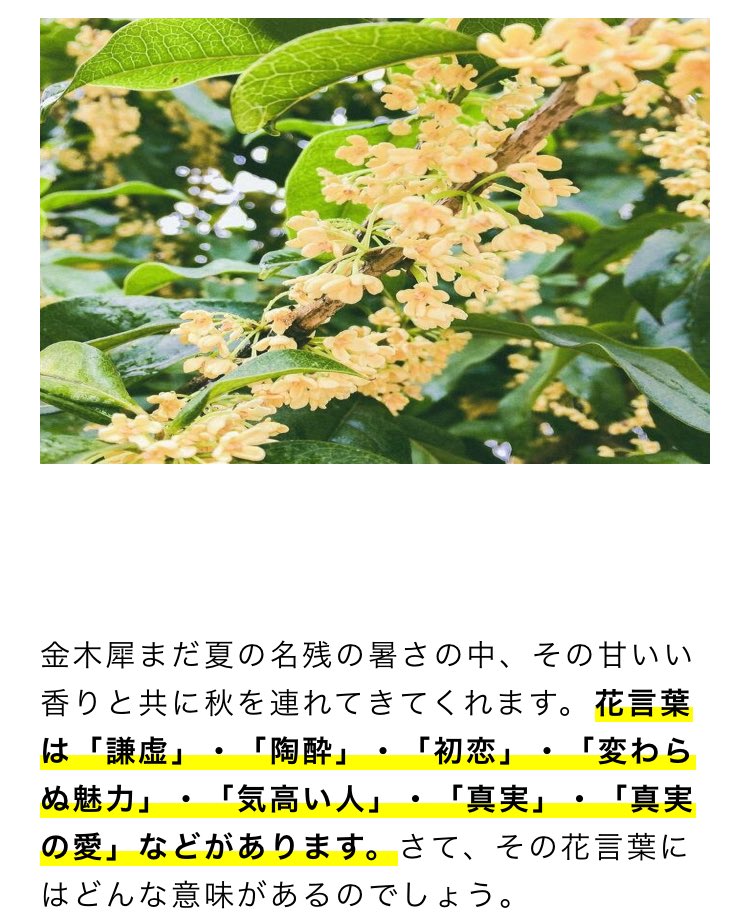 おみつこ On Twitter 金木犀の花言葉素敵 謙虚とか陶酔とか