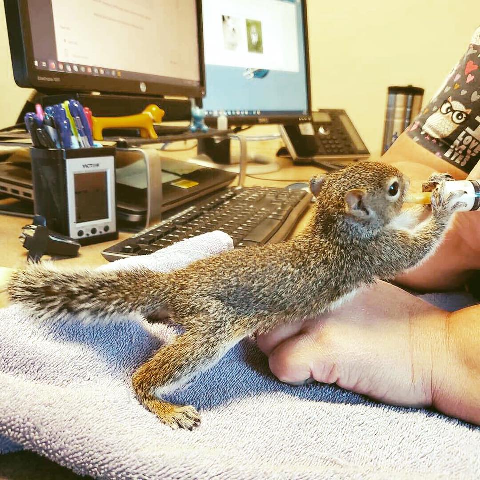 spcnews's tweet photo. #SPCollege students at #SPCVetTech learn how to care for all sorts of animals, even the occasional squirrel! This little guy took a fall and injured his tail, but he’s on the mend. Once he’s been properly rehabilitated, he will be returned to the wild. We're nuts about him! 🐿️ https://t.co/QMDpRxmMDu