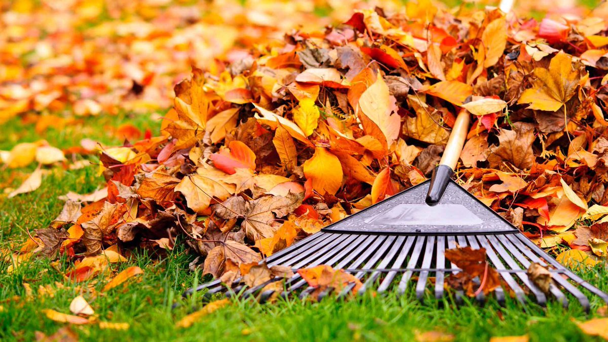 9 Tips to Rake Leaves Faster Than Ever dlvr.it/RDjP2r