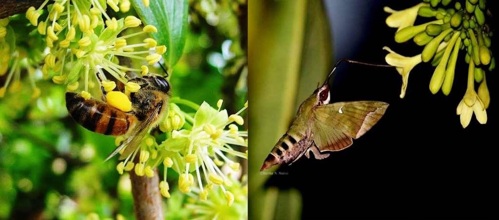 <a href="/kot/">Kenyans On Twit‎ter</a> <a href="/PlacemakingNBI/">Placemaking Network Nairobi</a>  <a href="/nbiarboretum/">NAIROBI ARBORETUM</a> <a href="/nairobimuseum/">Nairobi National Mus</a> @UNEnvironment <a href="/UnKenya/">UN Kenya</a> Sat 28 Sept, save the date and turn up for this important screening &amp; discussion on the importance of bees/pollinators!
#TheSustainingBuzz
#OurBiodiversityOurFoodOurHealth
<a href="/museumsofkenya/">National Museums of Kenya</a>, 2.30pm