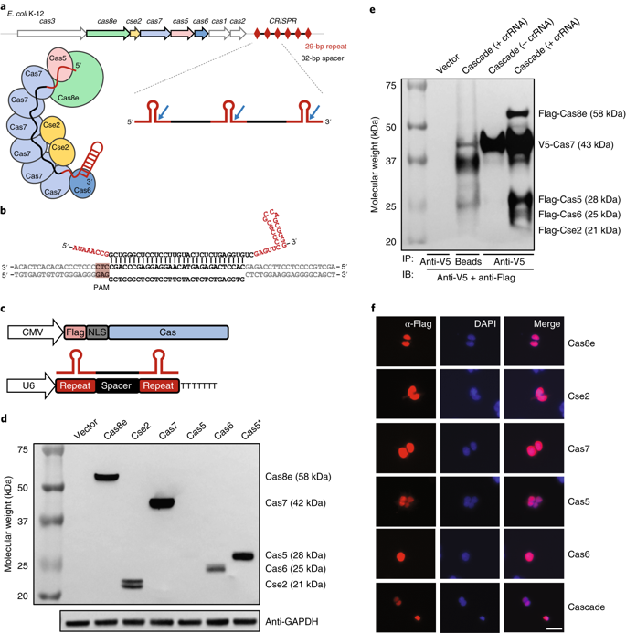 NatureBiotech's tweet photo. Targeted transcriptional modulation with type I CRISPR–Cas systems in human cells https://t.co/2d3gNJGIuL https://t.co/kLb3gUhF79