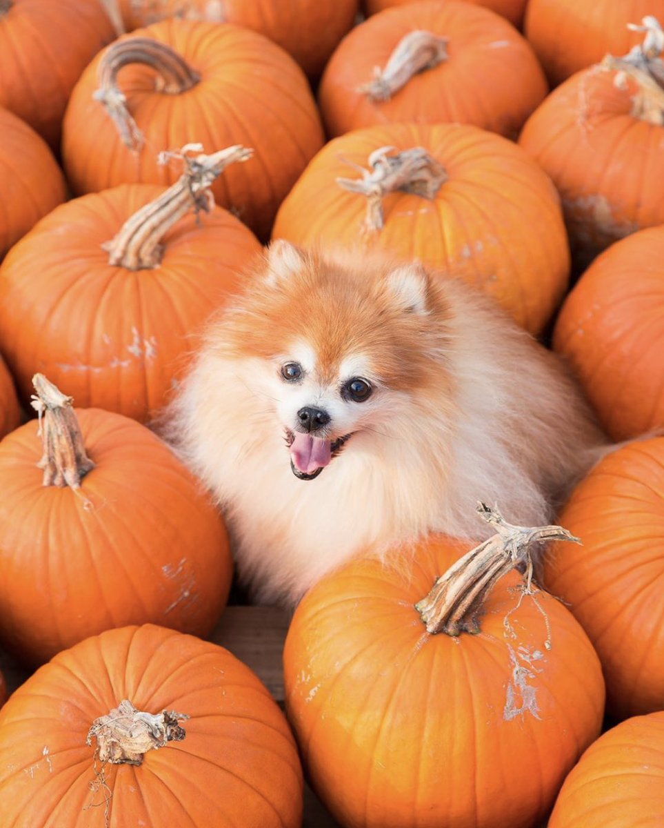 Listen, I know it’s the first day of fall, and that’s very exciting, but we still only rate dogs. Please don’t send in pupkin patches. Thank you... 13/10