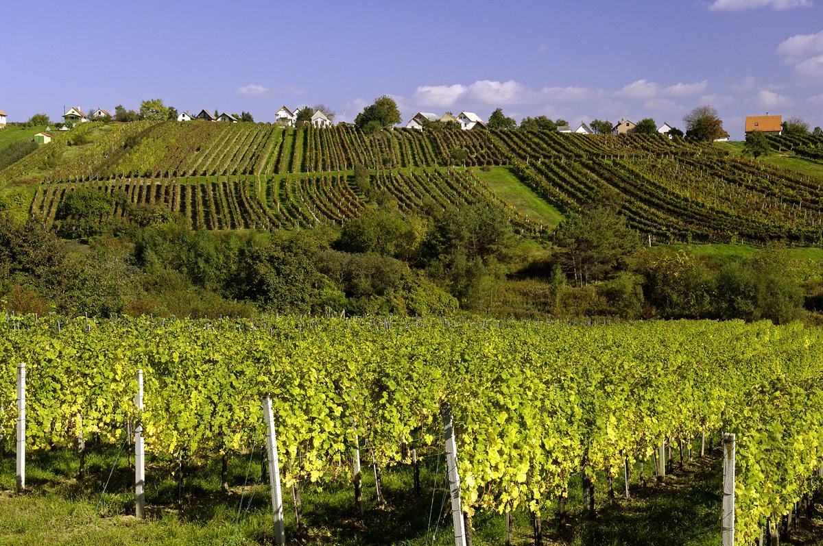 AustrianWineUK's tweet photo. Beautiful Eisenberg: Possibly the most untouched wine landscape of Burgenland , producing wonderfully authentic reds, predominantly from Blaufränkisch, along with vibrant and elegant whites and unique local speciality: the Uhudler. https://t.co/9n15WdpCBB