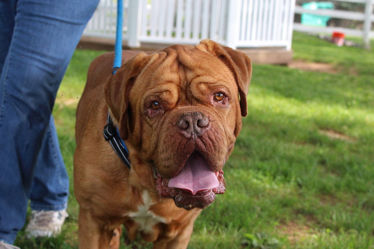 cthumane's tweet image. RT if Eddie's got the cutest wrinkles you ever did see... #AdoptMe #DoguedeBordeaux #CThumane