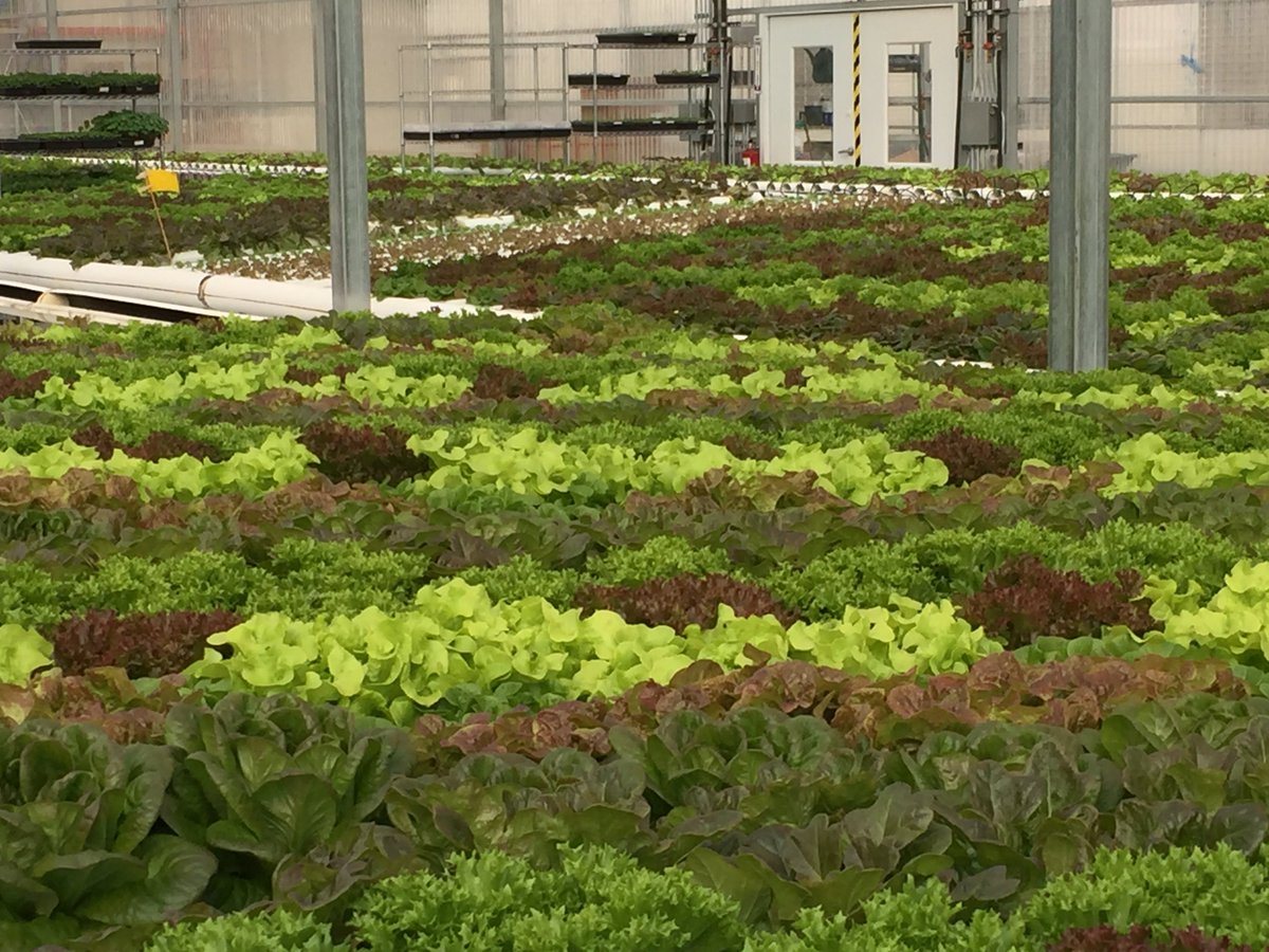 HydroConsultant's tweet photo. Neither the best system nor the fanciest greenhouse/growroom,nor the coolest lighting array will give you good results without solid growing practices! @AmHydro travels the world, consulting for commercial growers on best practices and economic success. Profit from our experience https://t.co/BKhLPhkR9M