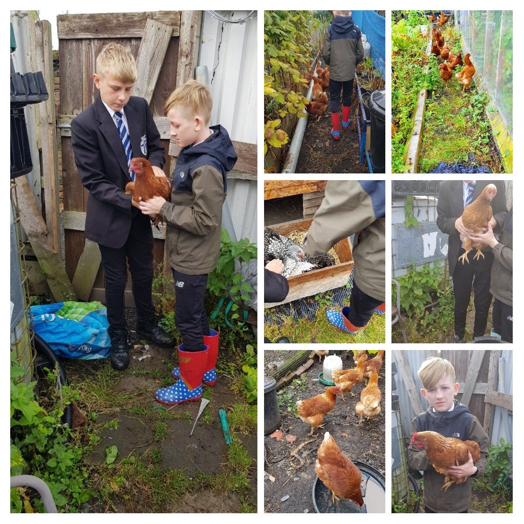 SHSCompCurr's tweet photo. And so it begins....BTEC Animal Care at Seaham High School. Class and chickens have become great friends already and 9Y4 are looking forward to meeting lots of other animals. #alternativeducation #handlingsafely https://t.co/bUMjwbuhB9