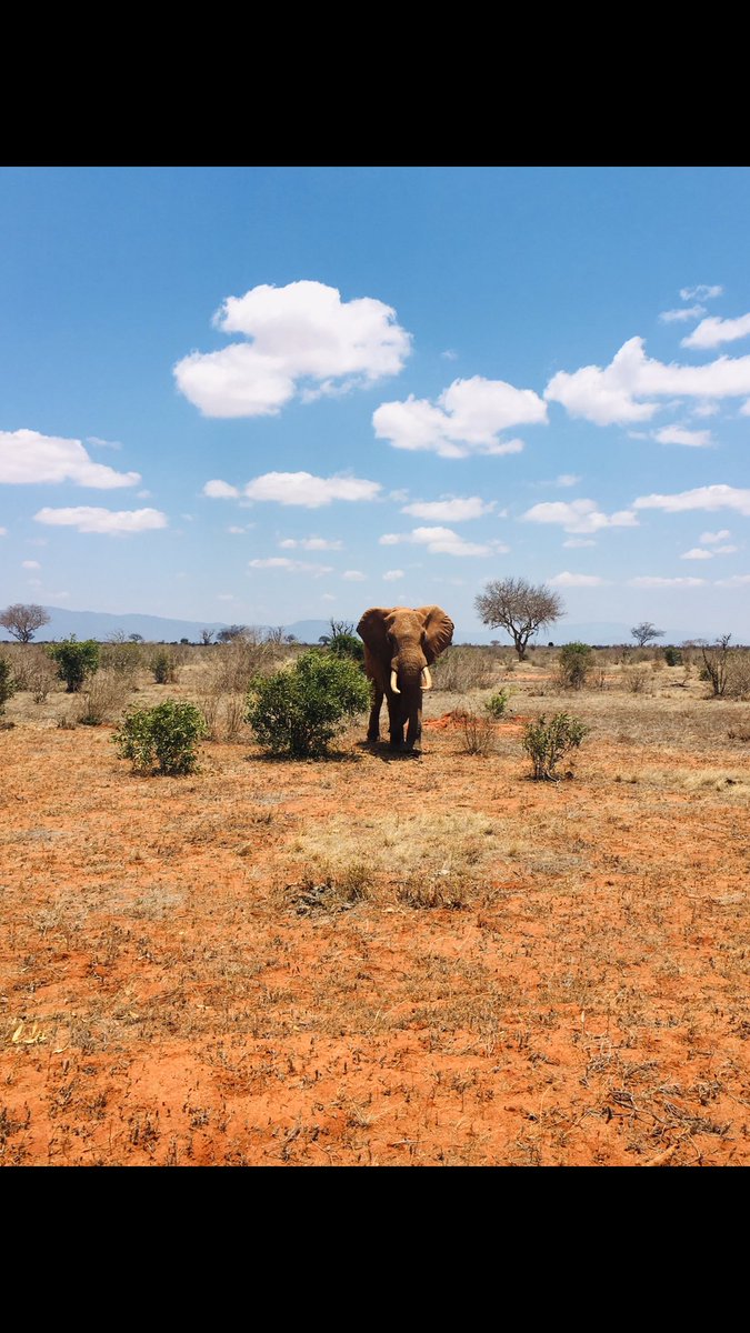 mabiche_11's tweet photo. Kenya 🇰🇪🐾 https://t.co/Xm4CUTKi71